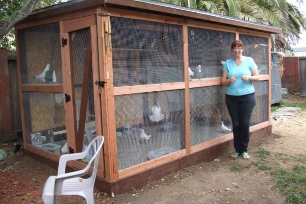 Loft pigeon lofts roller pigeons racing cage